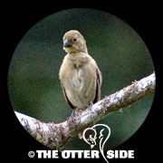 Variable Seedeater