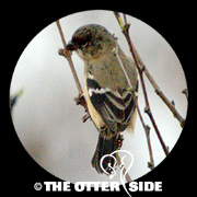 Morelet's (White-collared) Seedeater