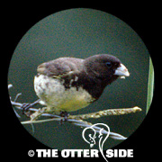 Yellow-bellied Seedeater