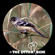 Morelet's (White-collared) Seedeater