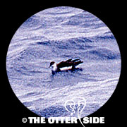 Sargasso (Audubon's) Shearwater