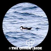 Manx Shearwater