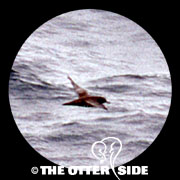 Short-tailed Shearwater
