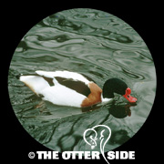 Common Shelduck