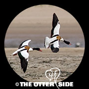 Common Shelduck