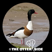 Common Shelduck