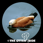 Ruddy Shelduck