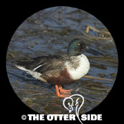 Northern Shoveler