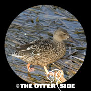 Northern Shoveler