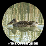 Northern Shoveler