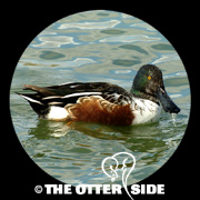 Northern Shoveler