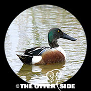Northern Shoveler