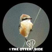 Bull-headed Shrike