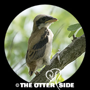 Brown Shrike