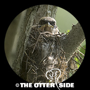 Brown Shrike
