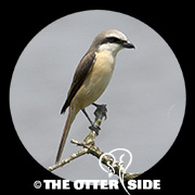 Brown Shrike