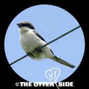 Loggerhead Shrike
