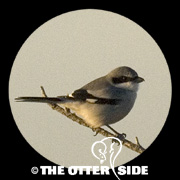 Loggerhead Shrike