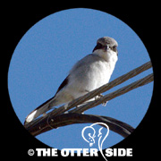 Loggerhead Shrike