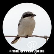 Loggerhead Shrike