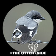 Loggerhead Shrike