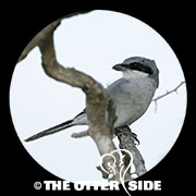 Loggerhead Shrike