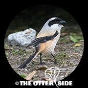 Long-tailed Shrike