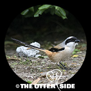 Long-tailed Shrike