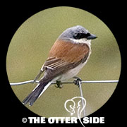 Red-backed Shrike