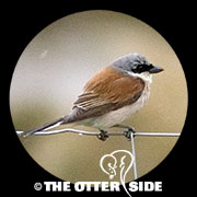 Red-backed Shrike