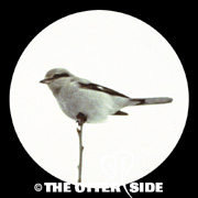 Northern Shrike