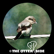 Northern Shrike