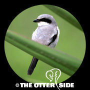 Loggerhead Shrike