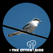 Loggerhead Shrike