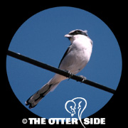 Loggerhead Shrike