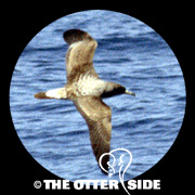 Cory's Shearwater