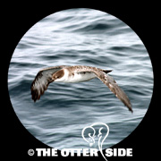 Great Shearwater
