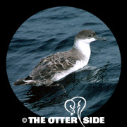 Great Shearwater