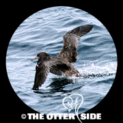 Sooty Shearwater