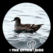 Short-tailed Shearwater