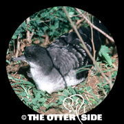 Wedge-tailed Shearwater