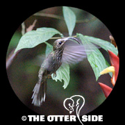 White-tipped Sicklebill