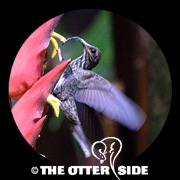 White-tipped Sicklebill