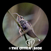 White-tipped Sicklebill