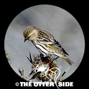 Pine Siskin