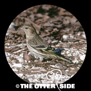 Pine Siskin