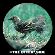 Pine Siskin