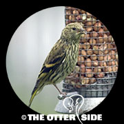 European Siskin