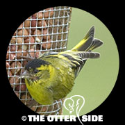 European Siskin