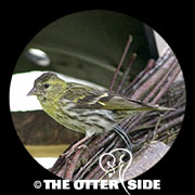 European Siskin